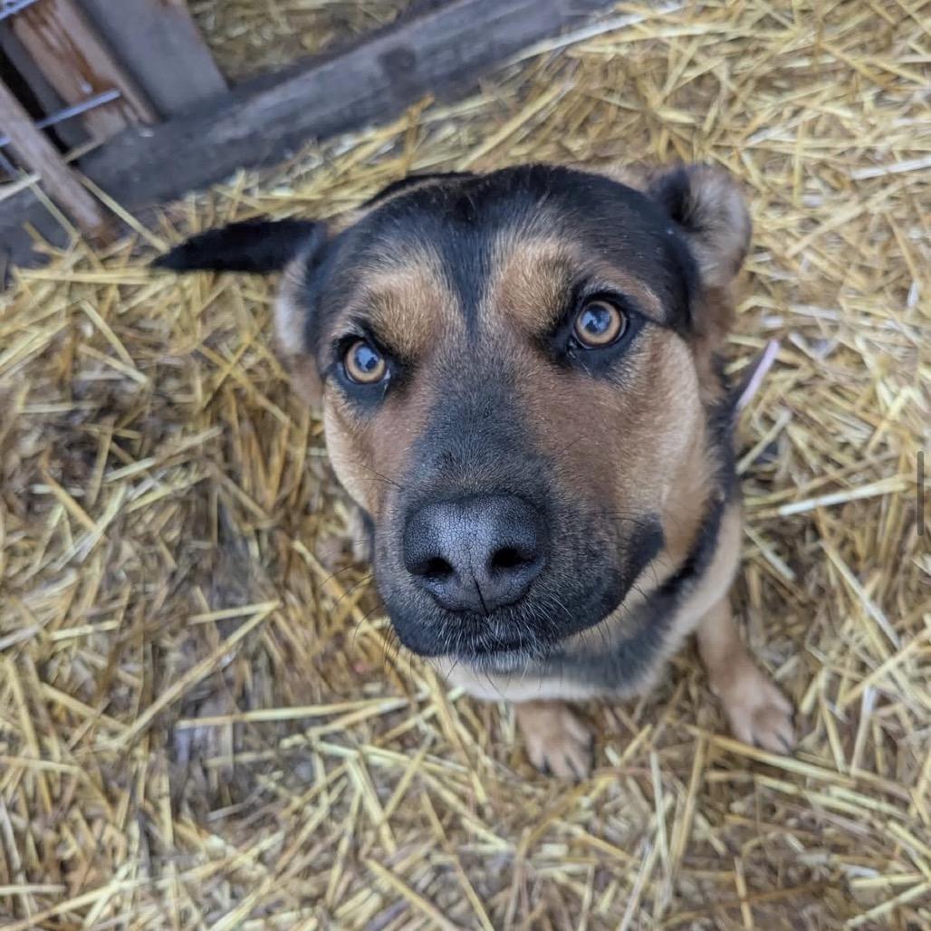 Enlarge Fern, a Adoptable mixed breed in Tacoma, WA image 1/1