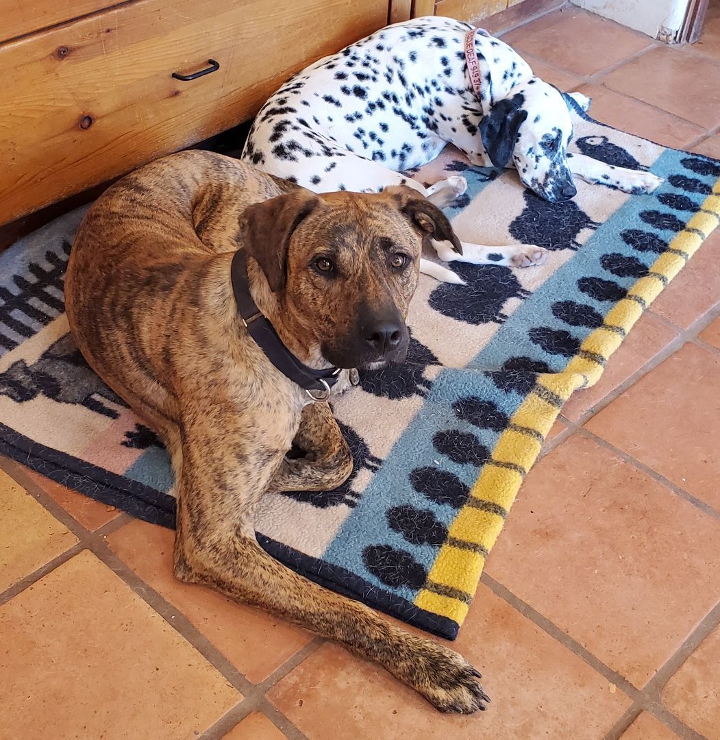 Champ, a Adoptable mixed breed in Newport Beach, CA image 1/12