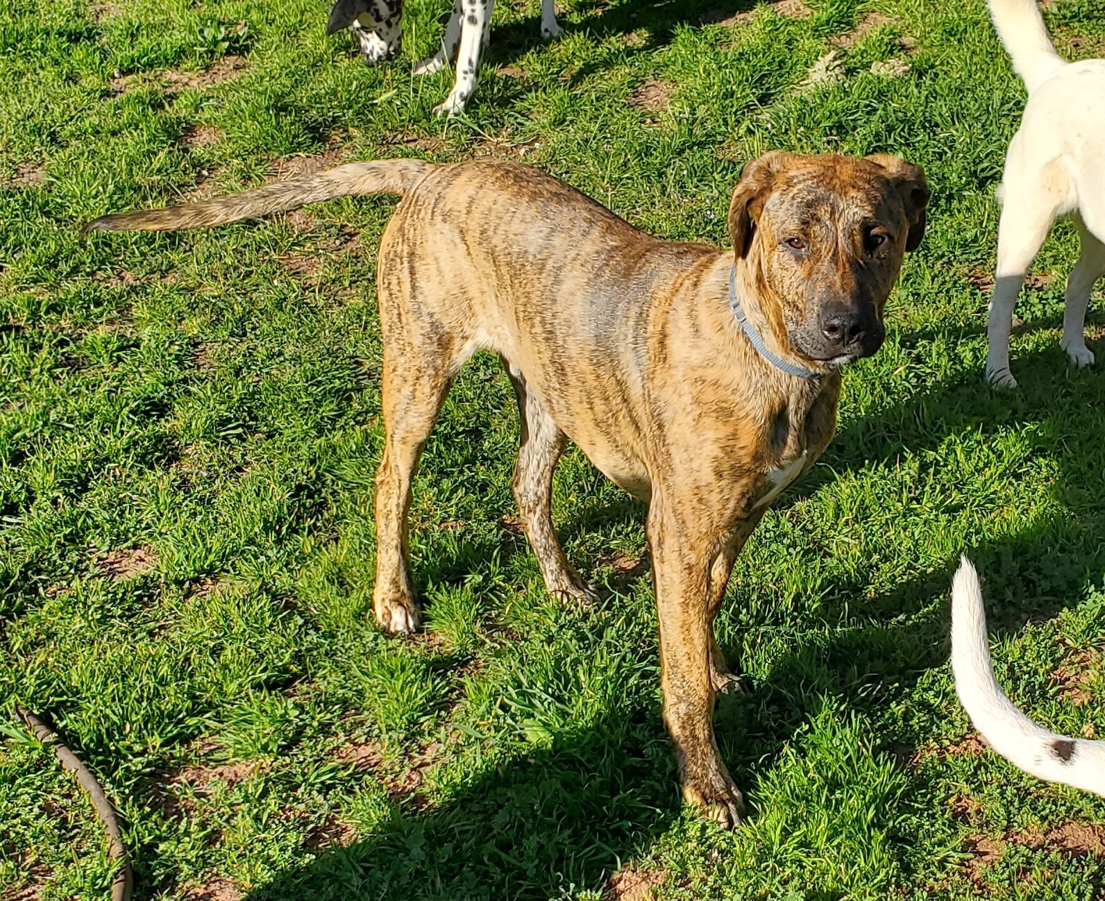 Champ, a Adoptable mixed breed in Newport Beach, CA image 2/12