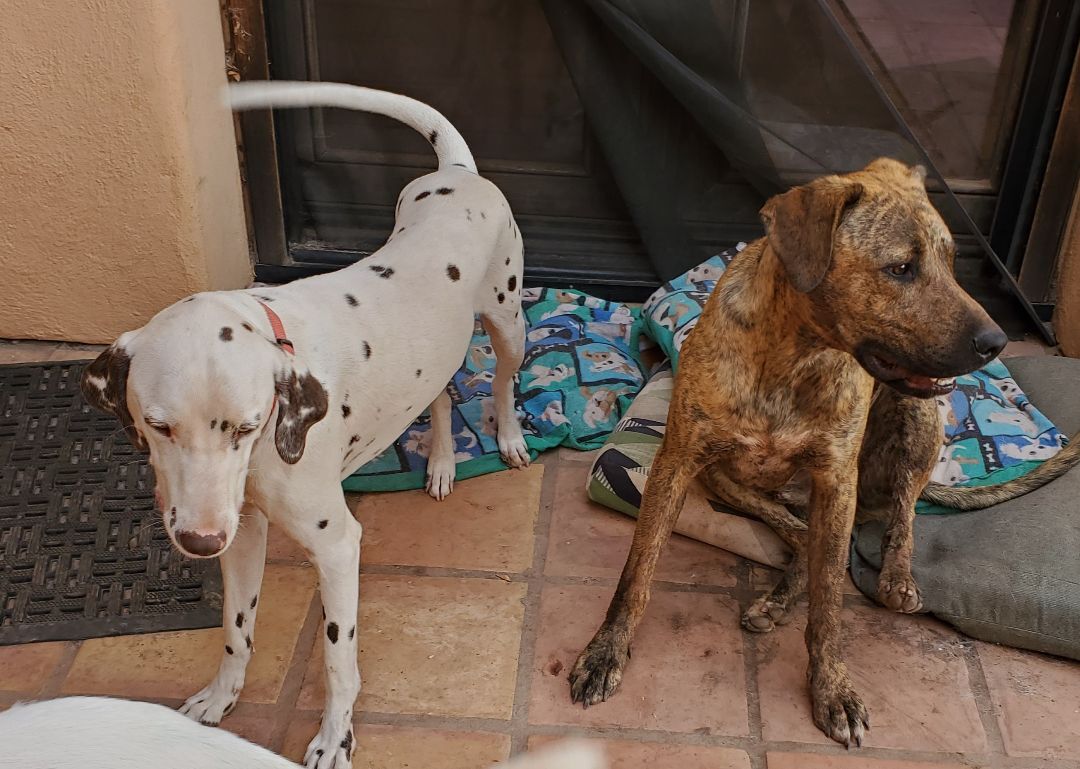 Champ, a Adoptable mixed breed in Newport Beach, CA image 3/12