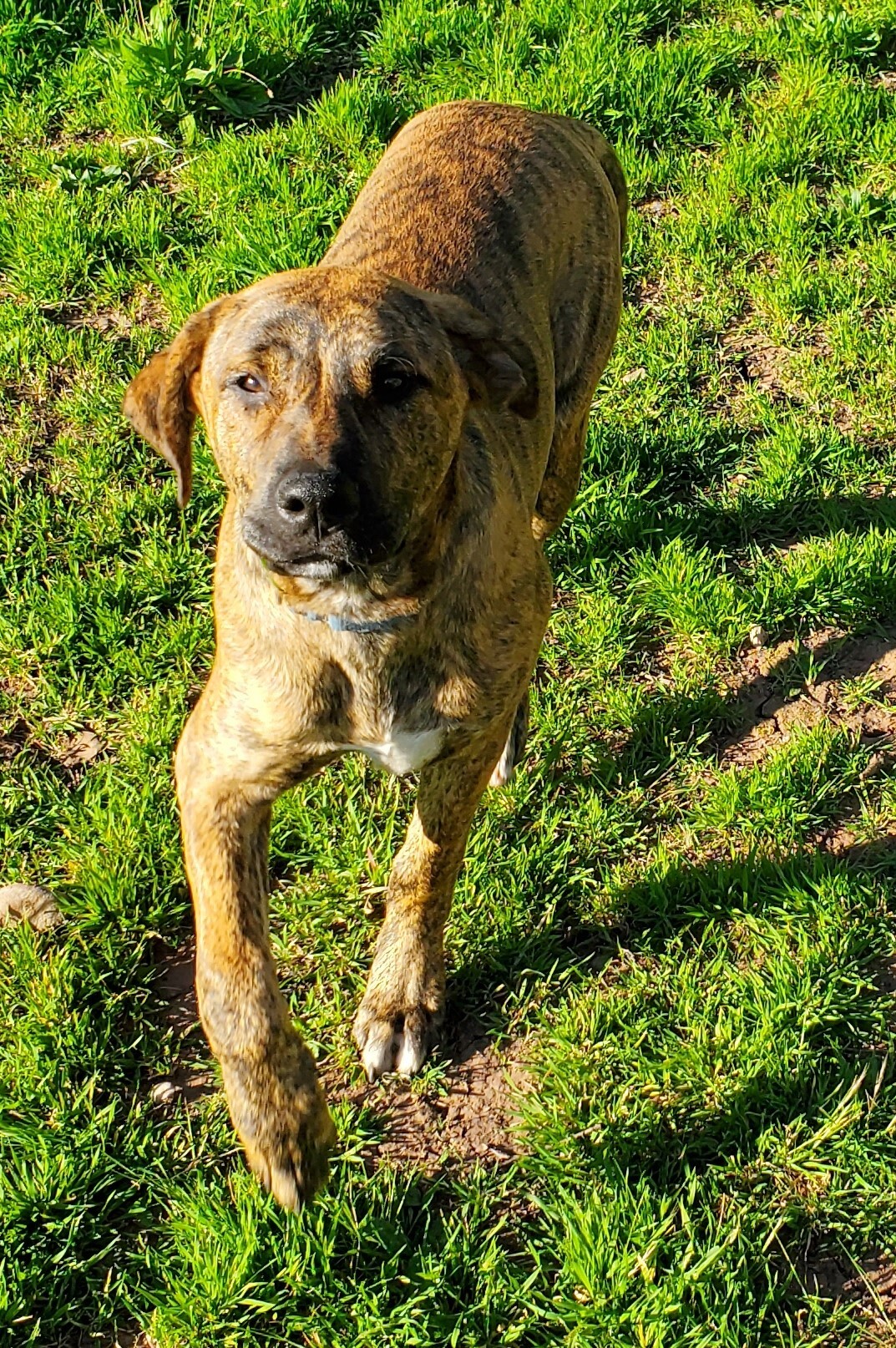 Champ, a Adoptable mixed breed in Newport Beach, CA image 5/12