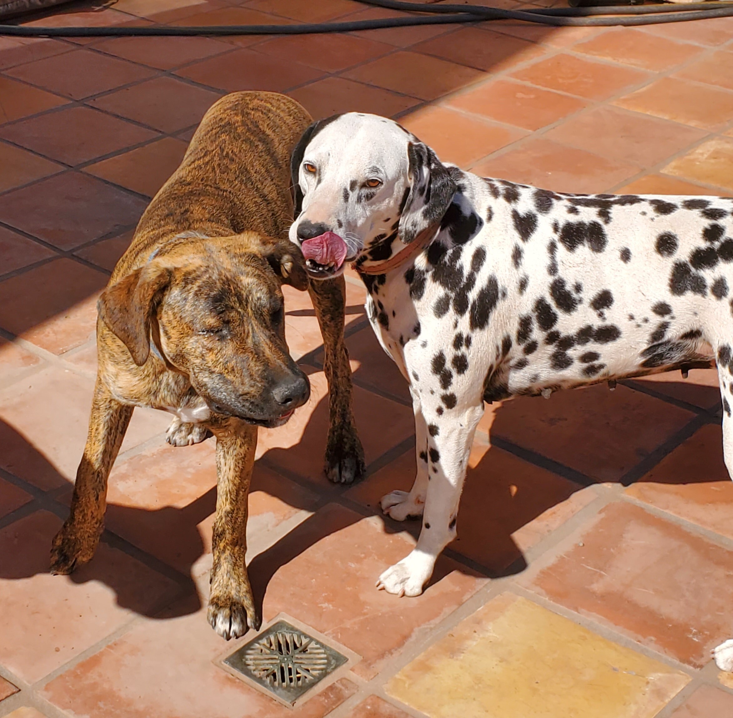 Champ, a Adoptable mixed breed in Newport Beach, CA image 6/12