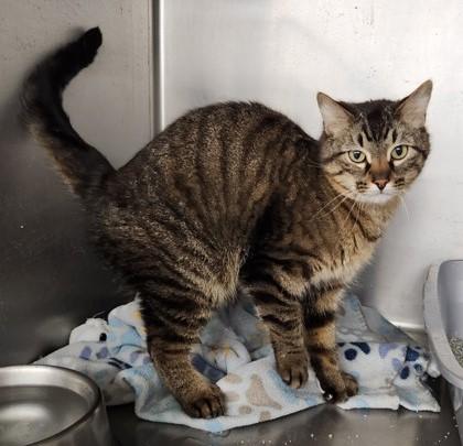 Fred, ADOPTABLE, Adult Male Domestic Short Hair.