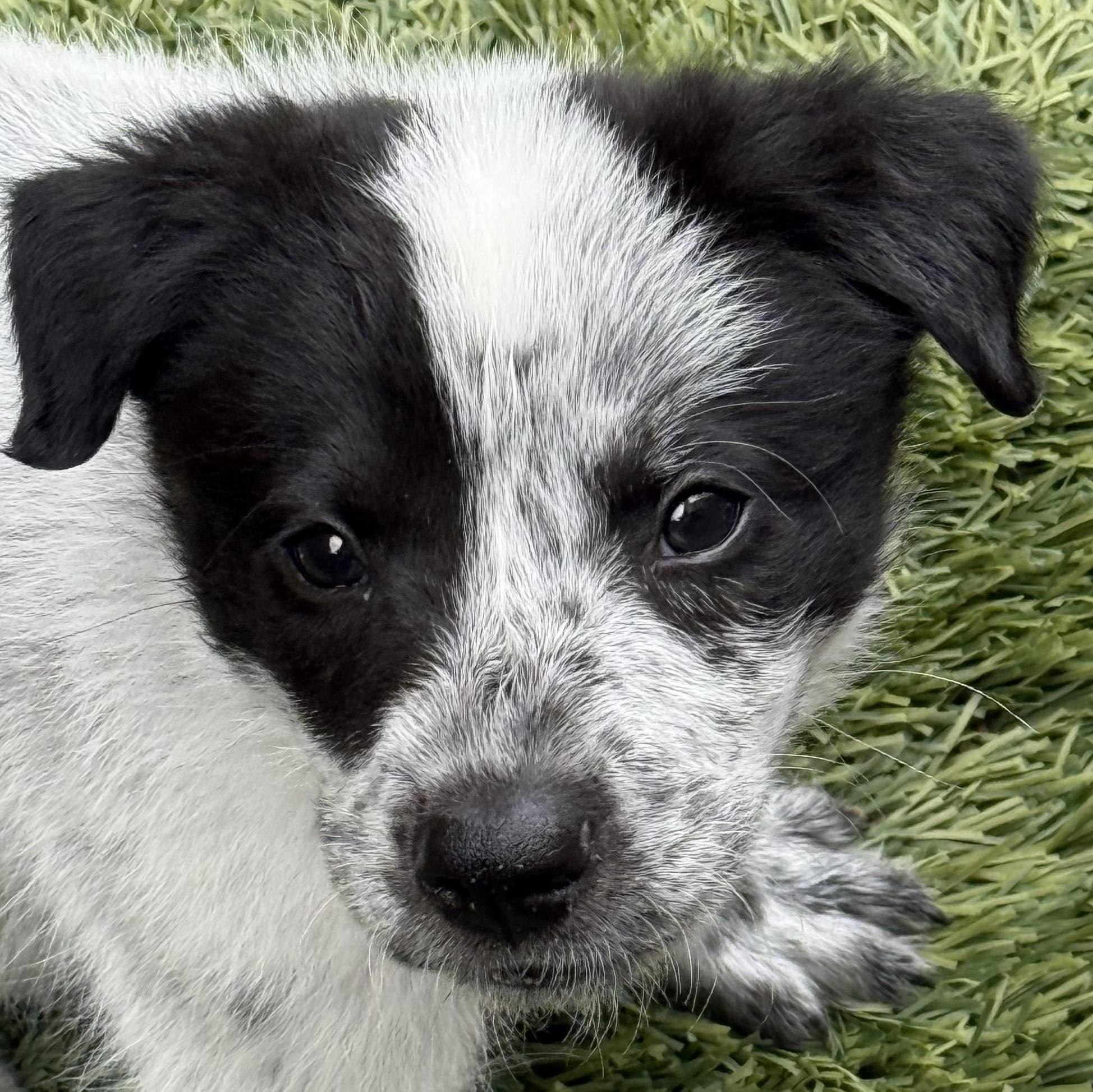 Ryan, Adoptable, Puppy Male Australian Cattle Dog / Blue Heeler.