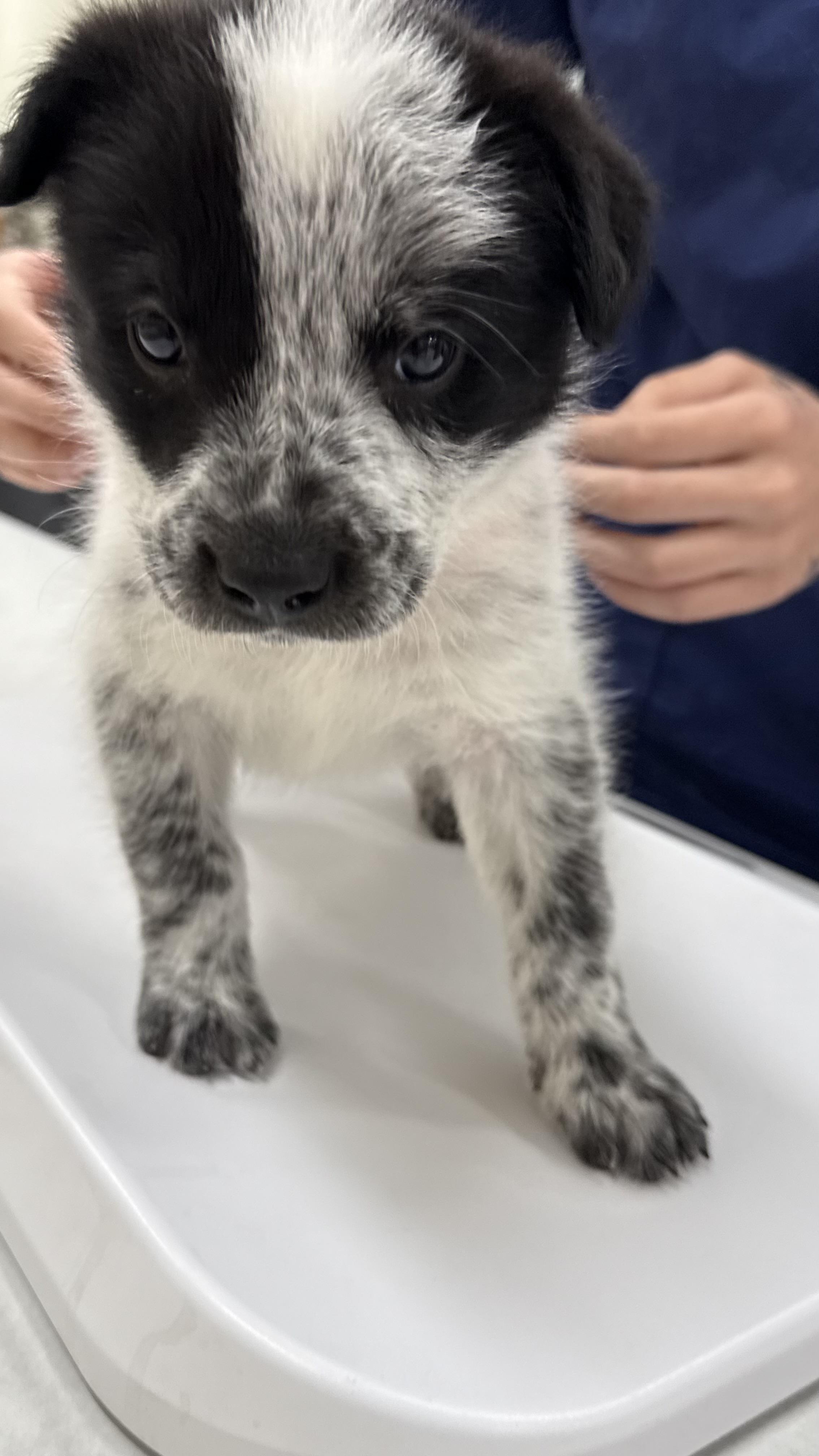 Ryan, a Adoptable mixed breed in Phoenix, AZ image 2/5