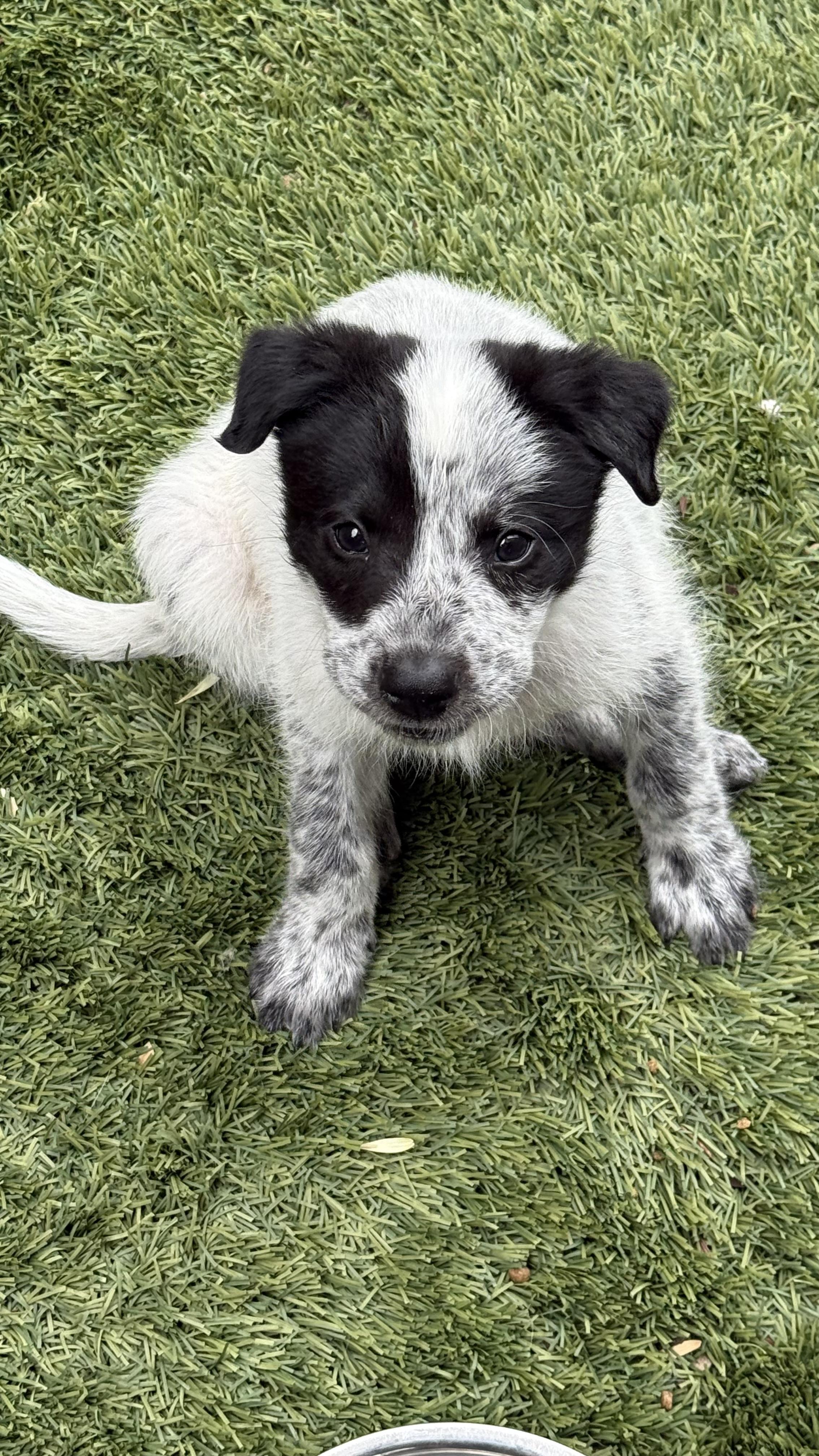 Ryan, a Adoptable mixed breed in Phoenix, AZ image 3/5