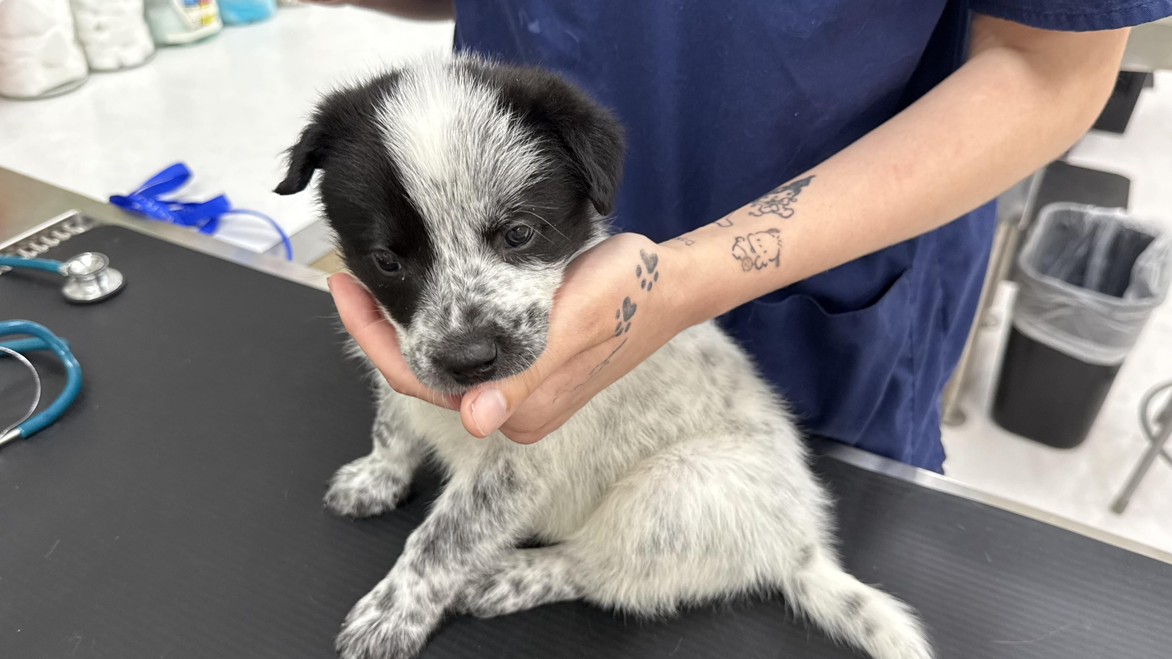 Ryan, a Adoptable mixed breed in Phoenix, AZ image 4/5