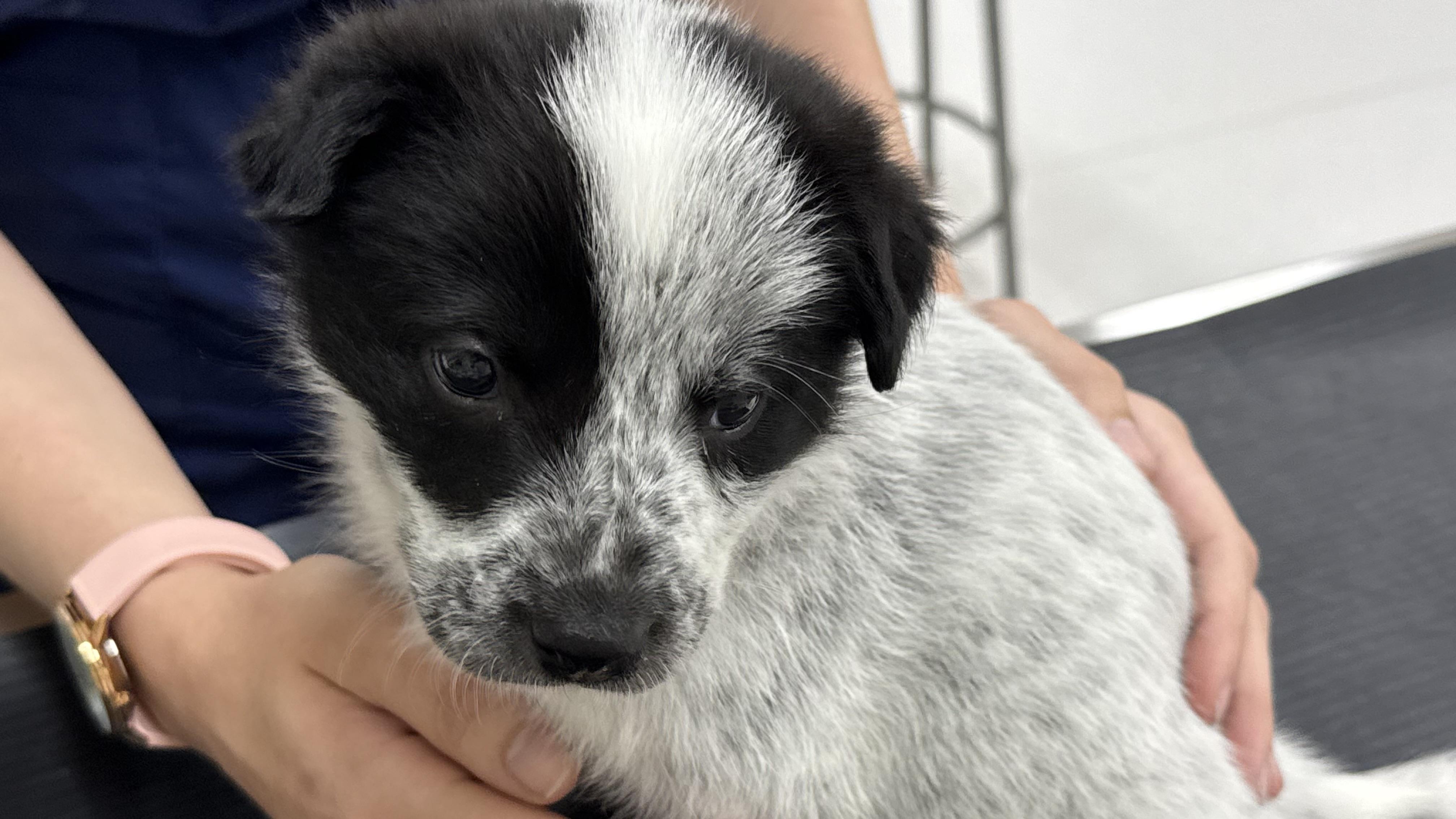 Ryan, a Adoptable mixed breed in Phoenix, AZ image 5/5