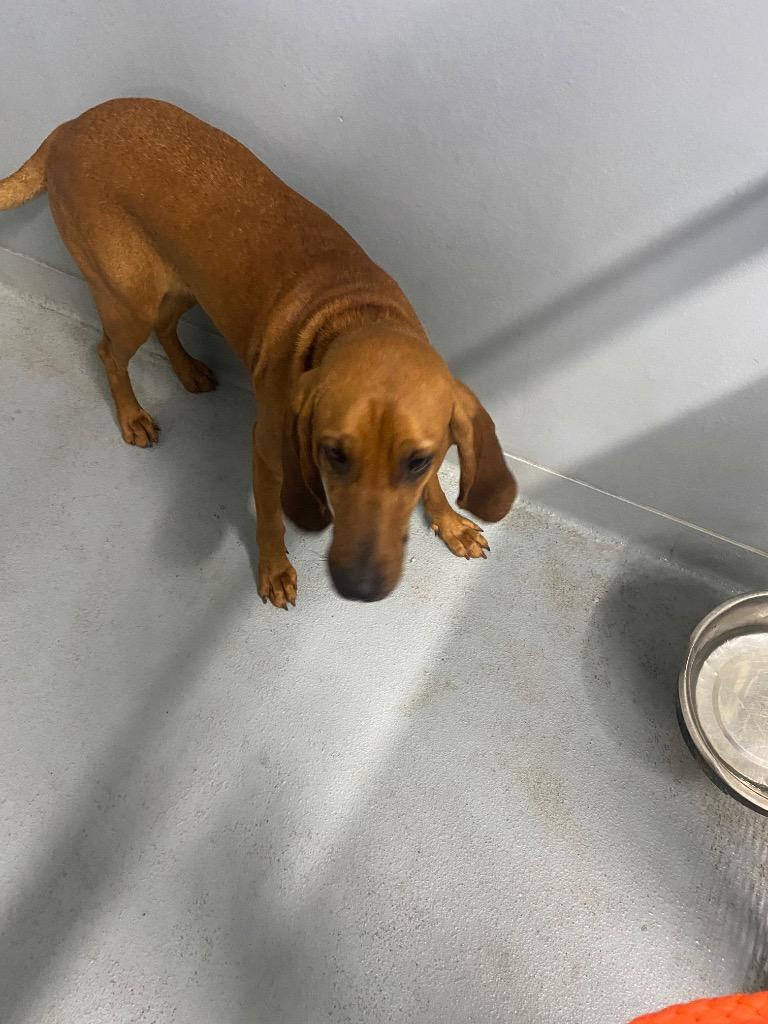 Lola, Adoptable, Young Female Hound.