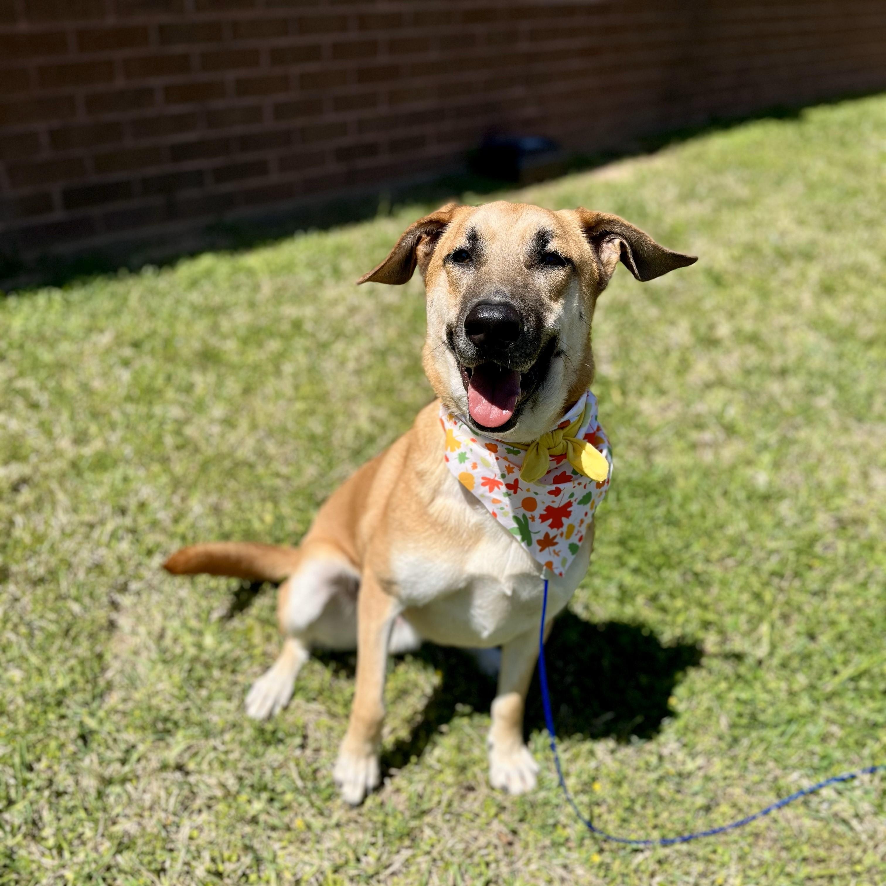 Apricot — thumbnail 3