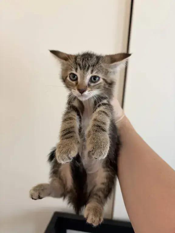 Enlarge Trudy, a Adoptable mixed breed in Grand Rapids, MI image 2/3