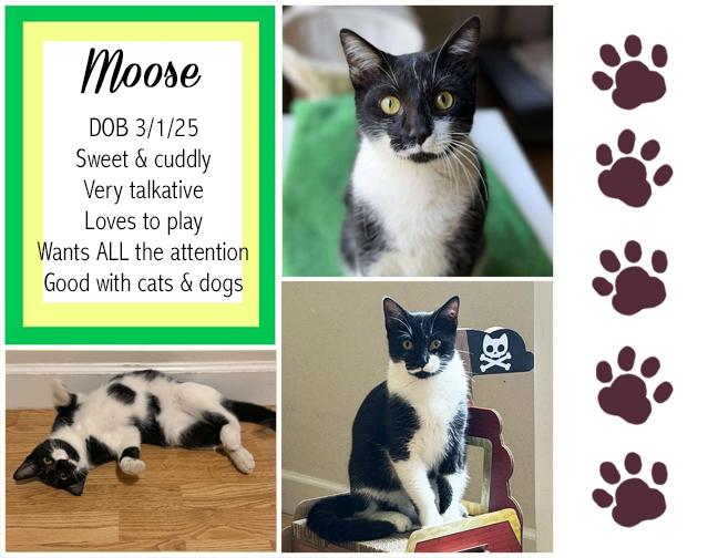 Enlarge Moose, a ADOPTABLE Domestic Short Hair in Longview, TX image 1/6