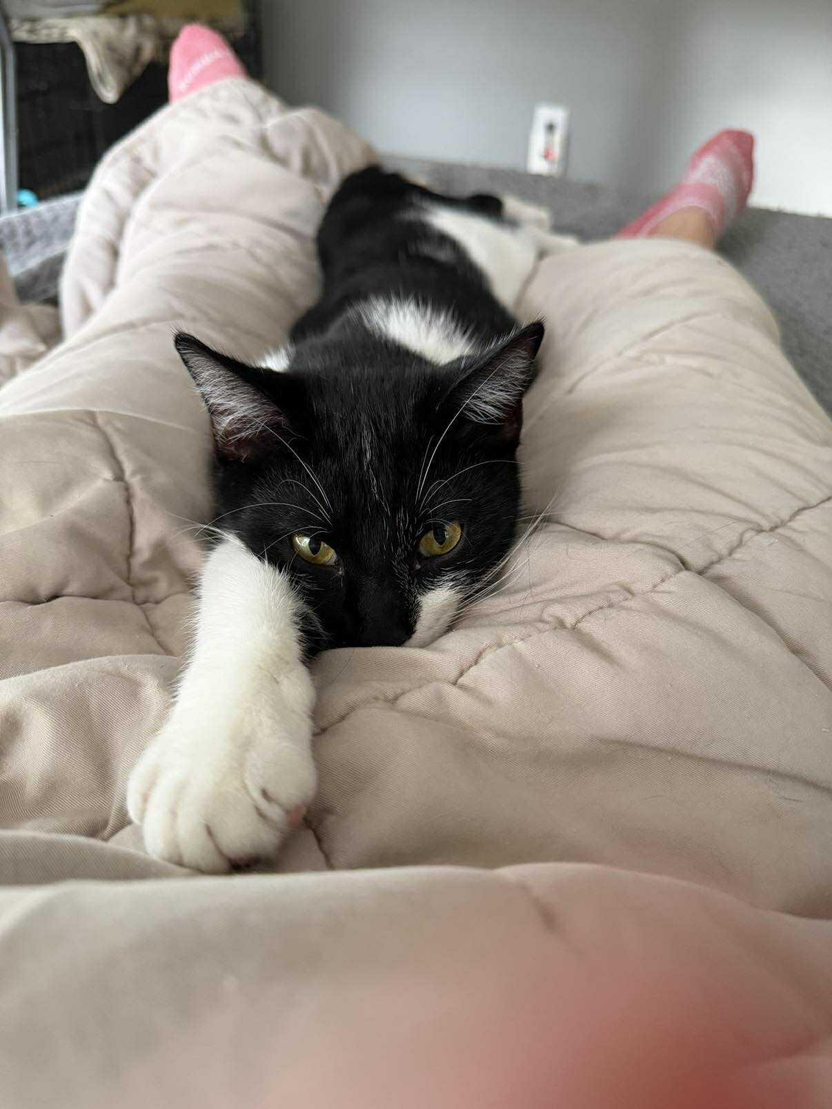 Enlarge Moose, a ADOPTABLE Domestic Short Hair in Longview, TX image 2/6