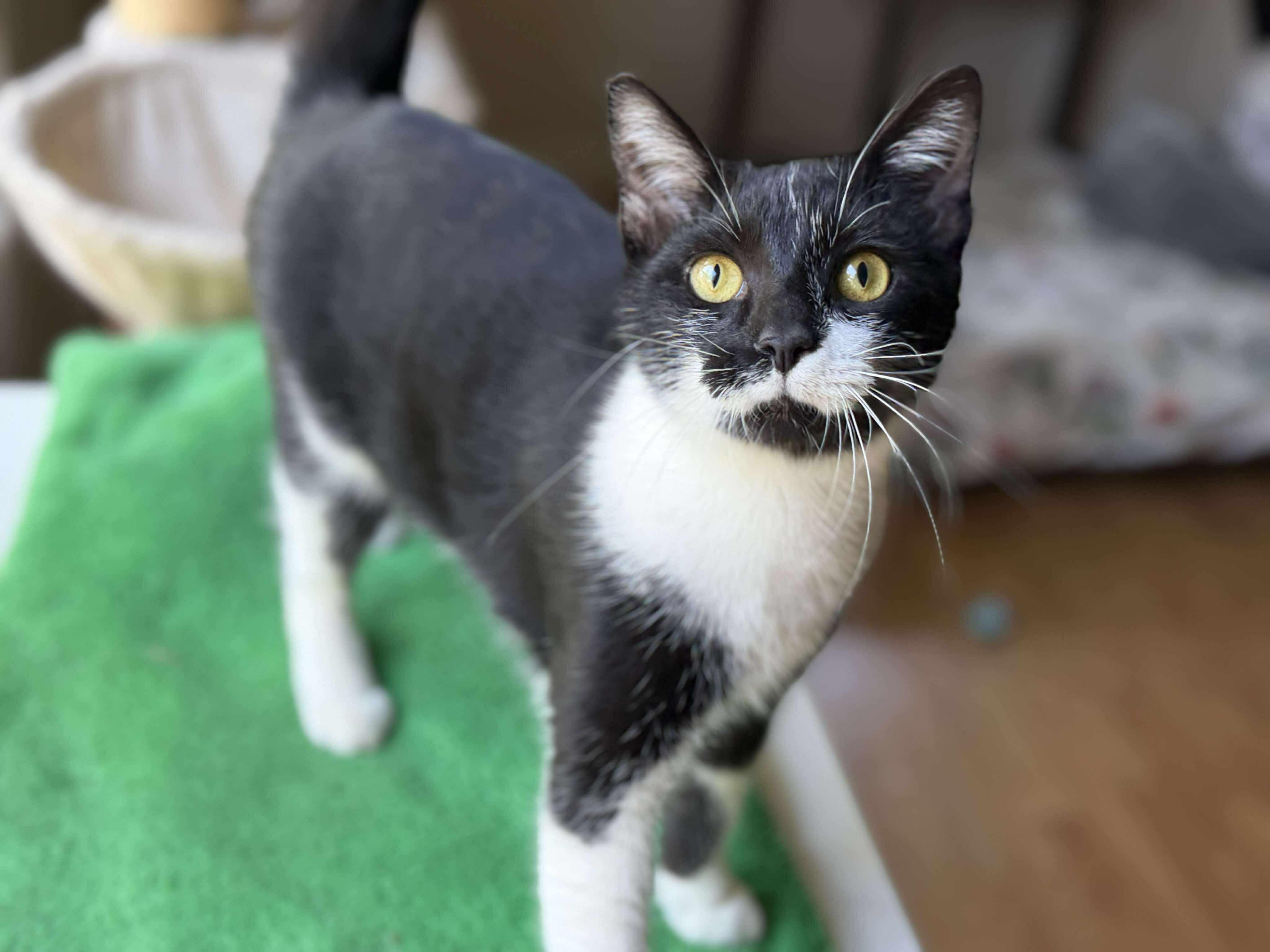 Enlarge Moose, a ADOPTABLE Domestic Short Hair in Longview, TX image 3/6