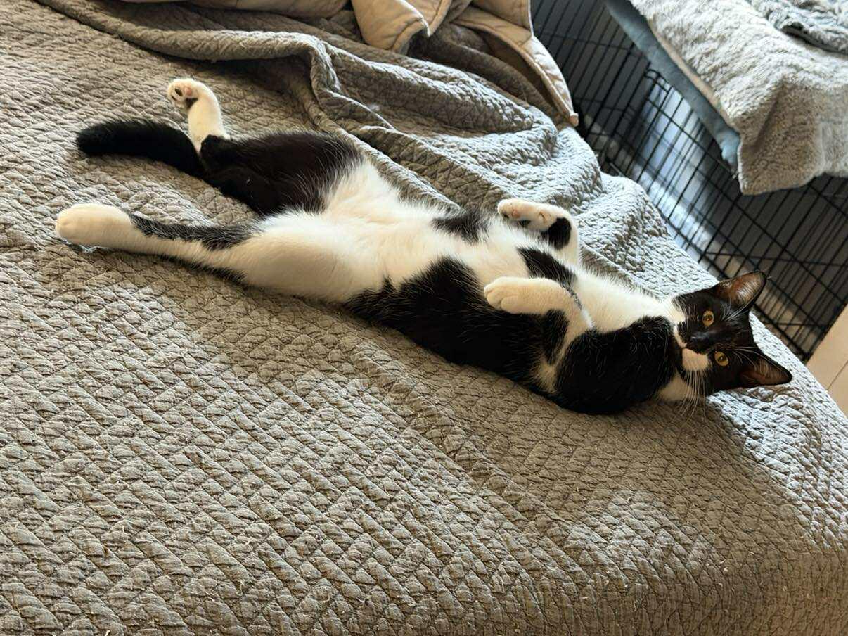 Enlarge Moose, a ADOPTABLE Domestic Short Hair in Longview, TX image 4/6