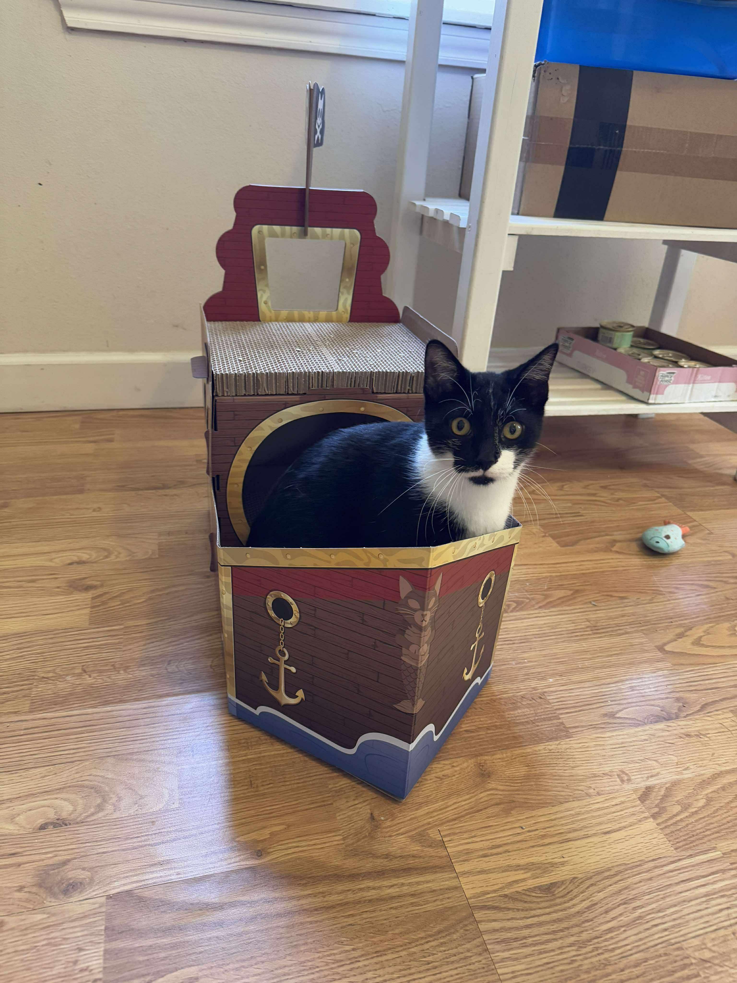 Enlarge Moose, a ADOPTABLE Domestic Short Hair in Longview, TX image 5/6