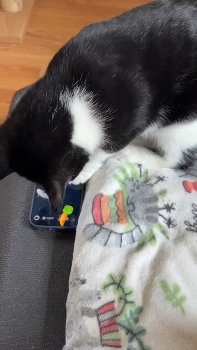 Enlarge Moose, a ADOPTABLE Domestic Short Hair in Longview, TX video 6/6