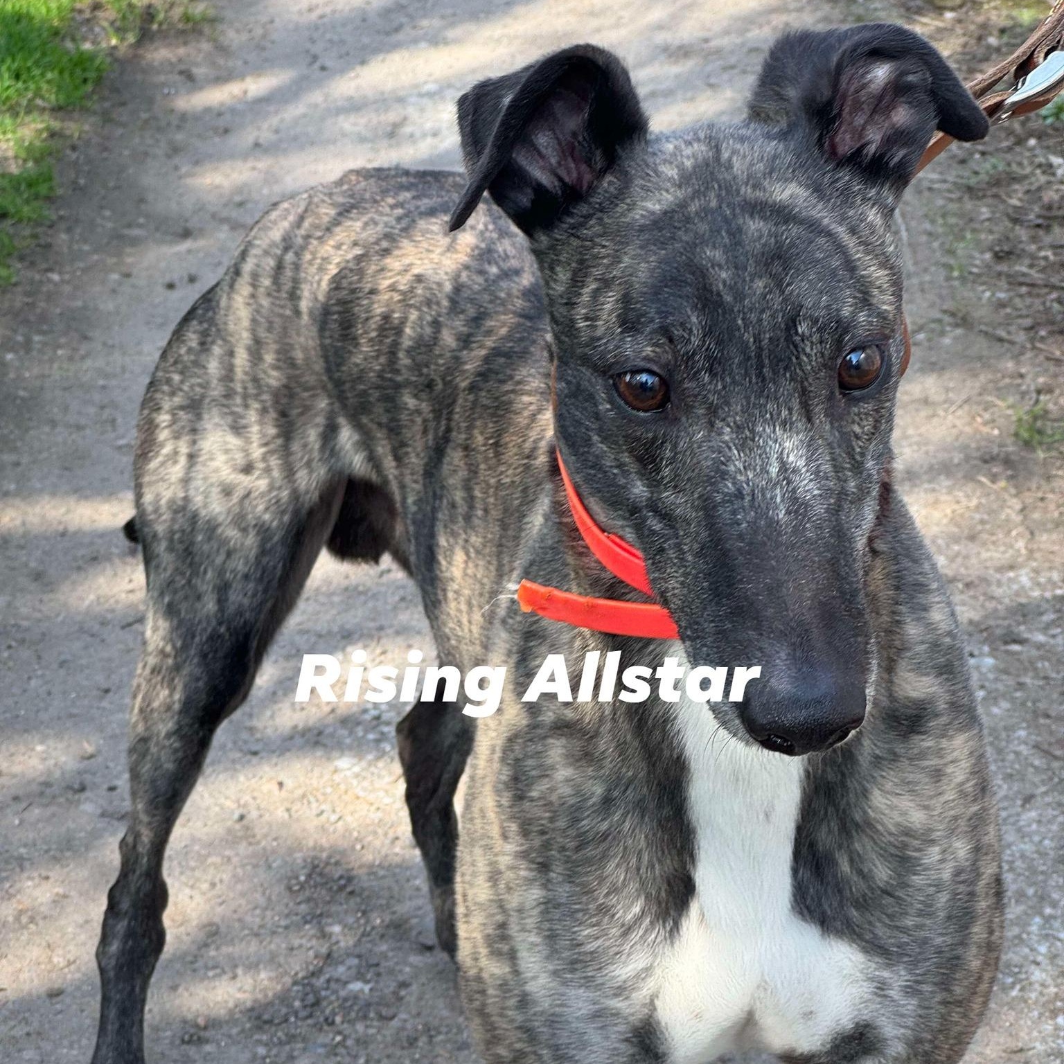 Rising Allstar (Wally), Adult Male unknown