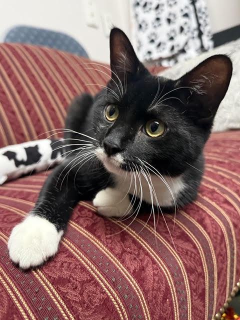 Enlarge Jace and Tablet, a ADOPTABLE Domestic Short Hair in Fairfax, VA image 6/6