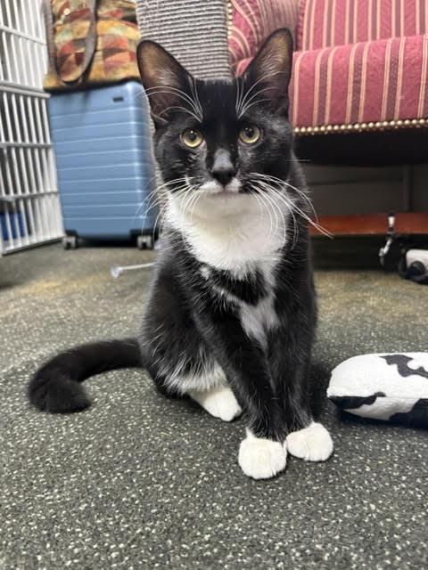 Enlarge Jace and Tablet, a ADOPTABLE Domestic Short Hair in Fairfax, VA image 2/6
