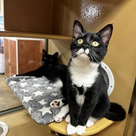 Enlarge Jace and Tablet, a ADOPTABLE Domestic Short Hair in Fairfax, VA image 3/6