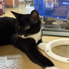 Enlarge Jace and Tablet, a ADOPTABLE Domestic Short Hair in Fairfax, VA image 5/6
