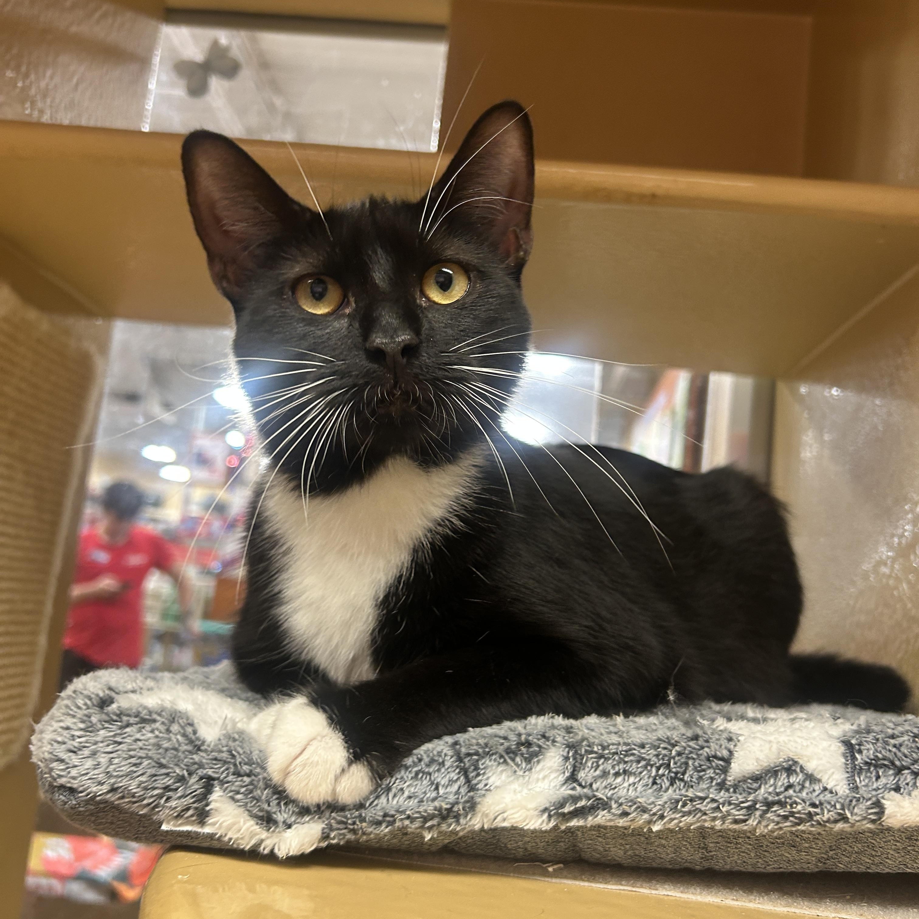Enlarge Jace and Tablet, a ADOPTABLE Domestic Short Hair in Fairfax, VA image 4/6