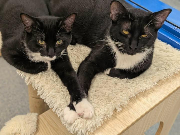Jace and Tablet, ADOPTABLE, Young Female Domestic Short Hair.