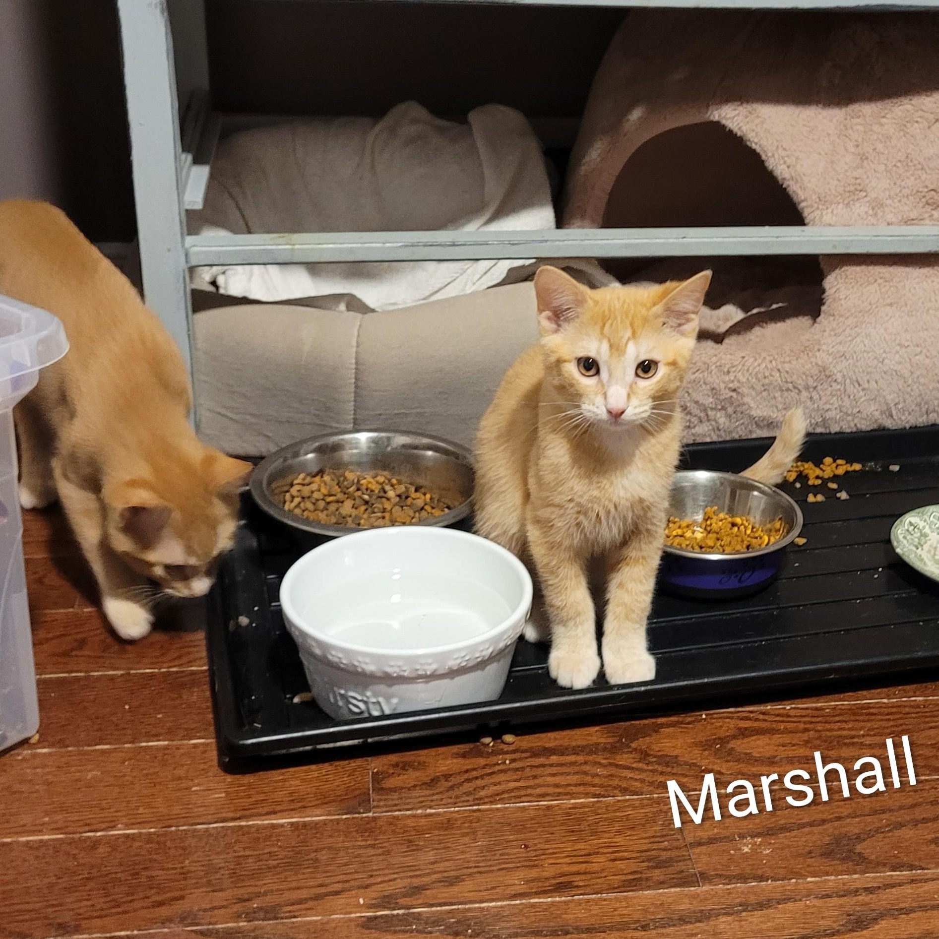 Marshall (m) red tabby 4mths old, a ADOPTABLE Domestic Short Hair in Ottawa, ON image 4/5