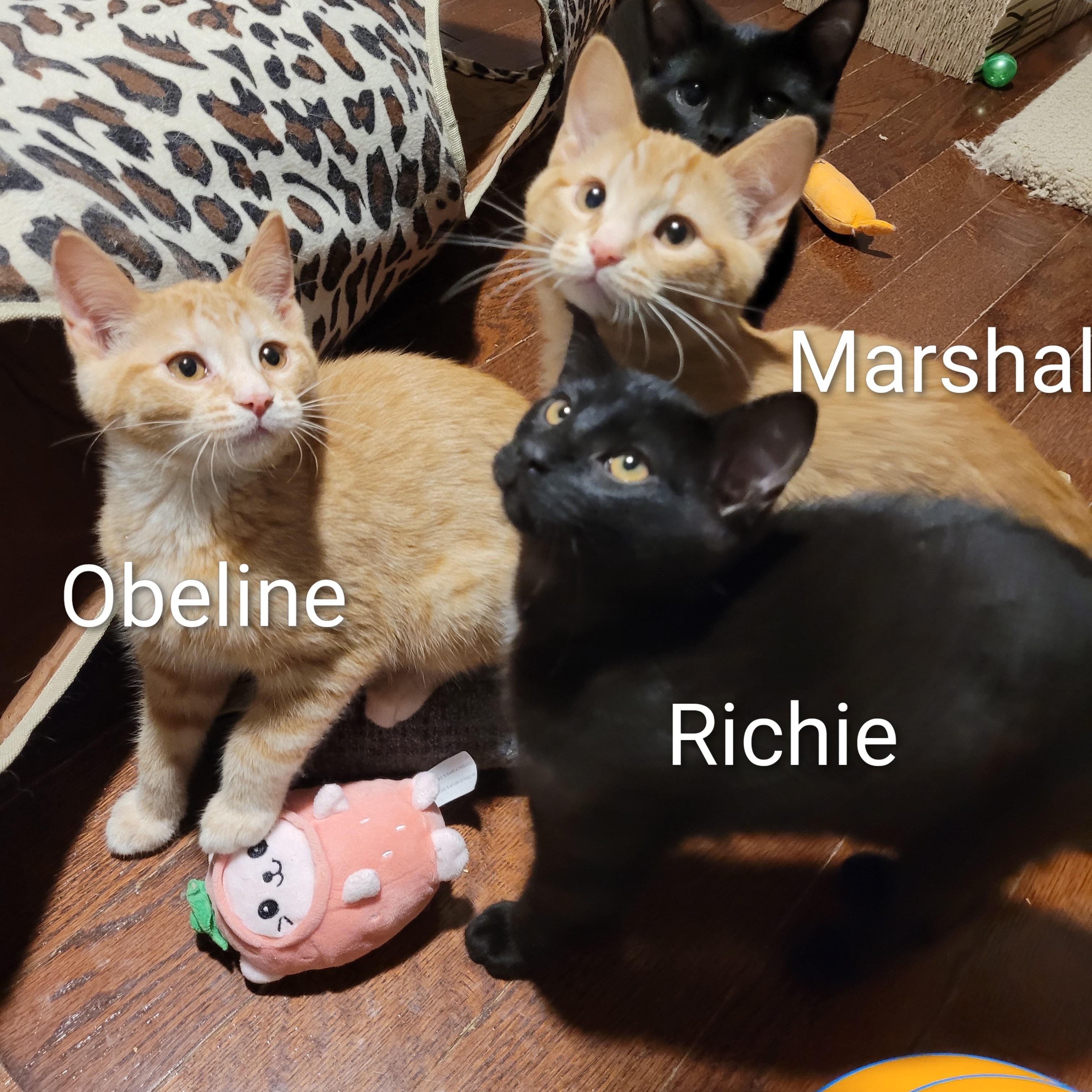 Marshall (m) red tabby 4mths old, a ADOPTABLE Domestic Short Hair in Ottawa, ON image 2/5