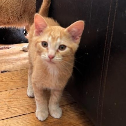 Marshall (m) red tabby 4mths old, a ADOPTABLE Domestic Short Hair in Ottawa, ON image 1/5