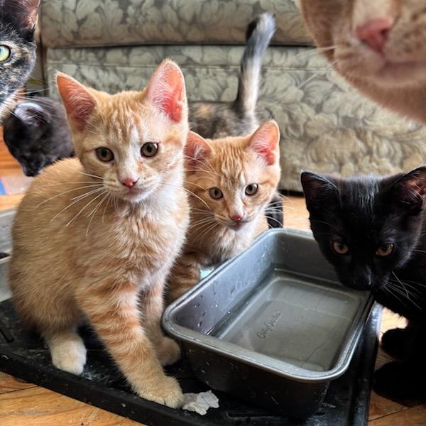 Marshall (m) red tabby 4mths old, a ADOPTABLE Domestic Short Hair in Ottawa, ON image 5/5