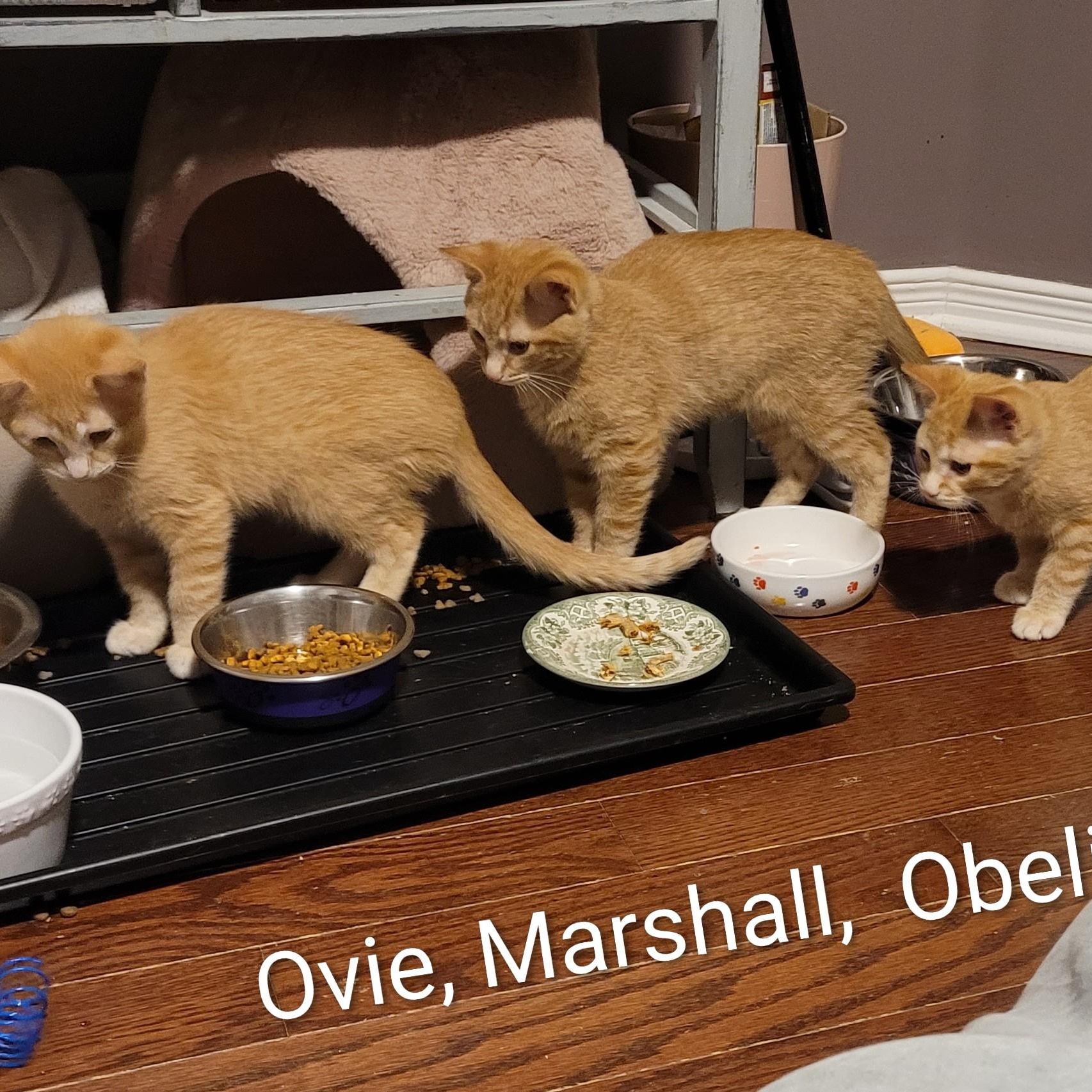Marshall (m) red tabby 4mths old, a ADOPTABLE Domestic Short Hair in Ottawa, ON image 3/5