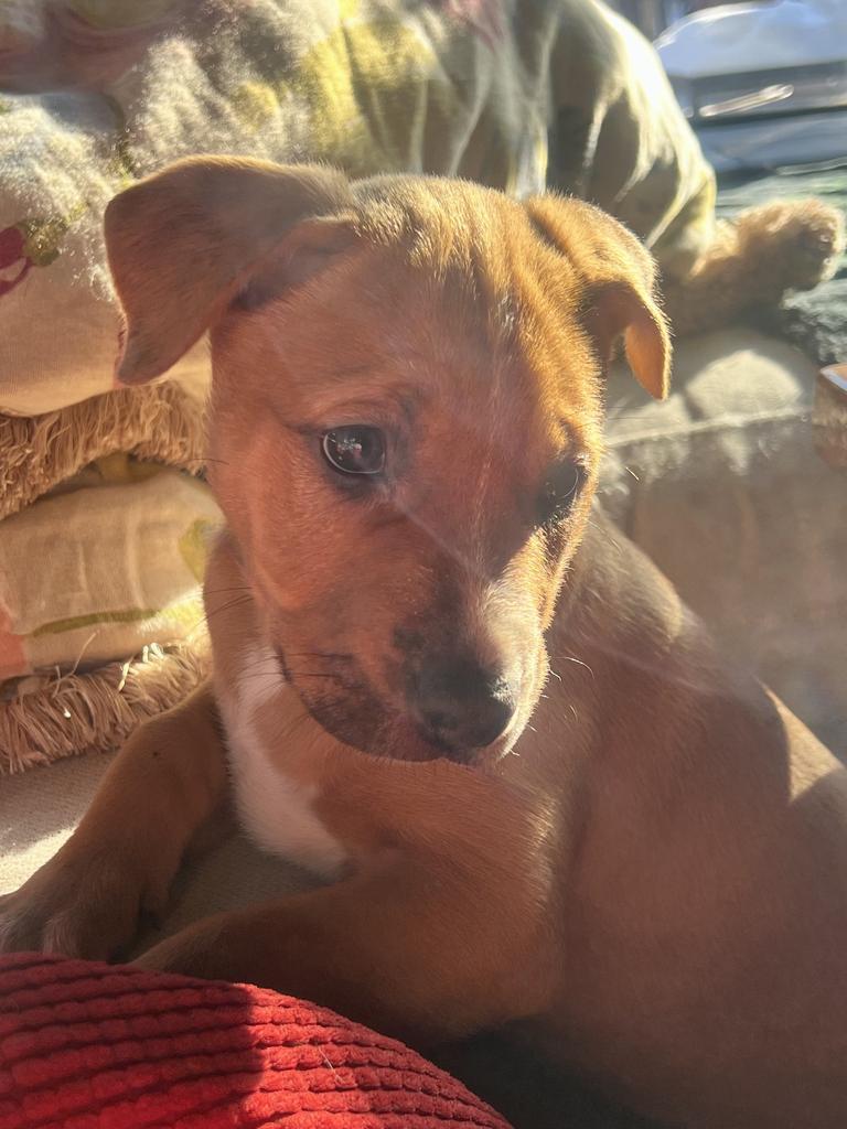 Max, Adoptable, Puppy Female Terrier.