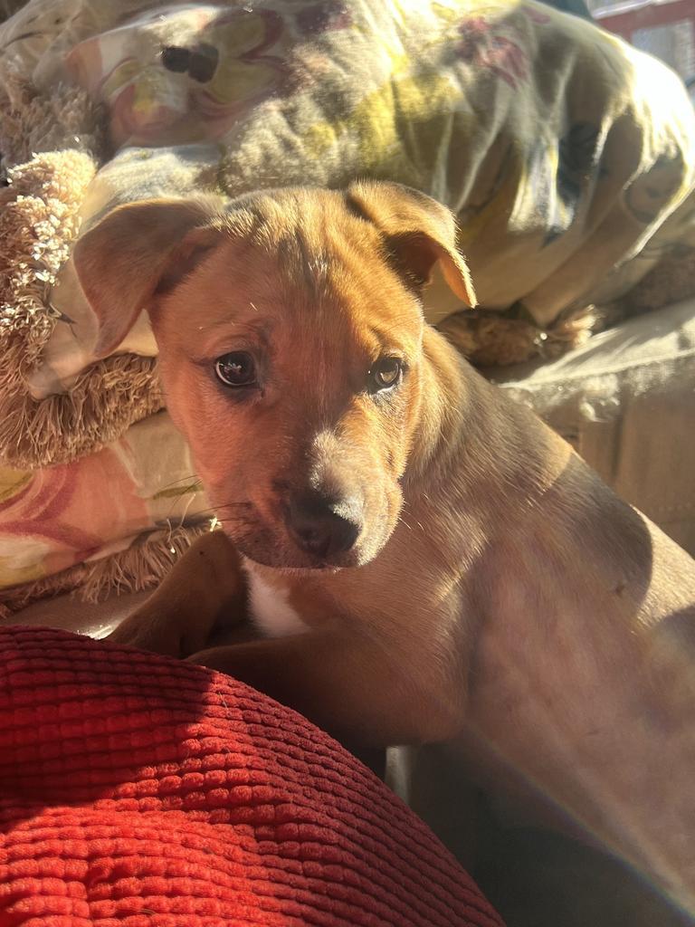 Max, a Adoptable Terrier in Athens, OH image 2/2