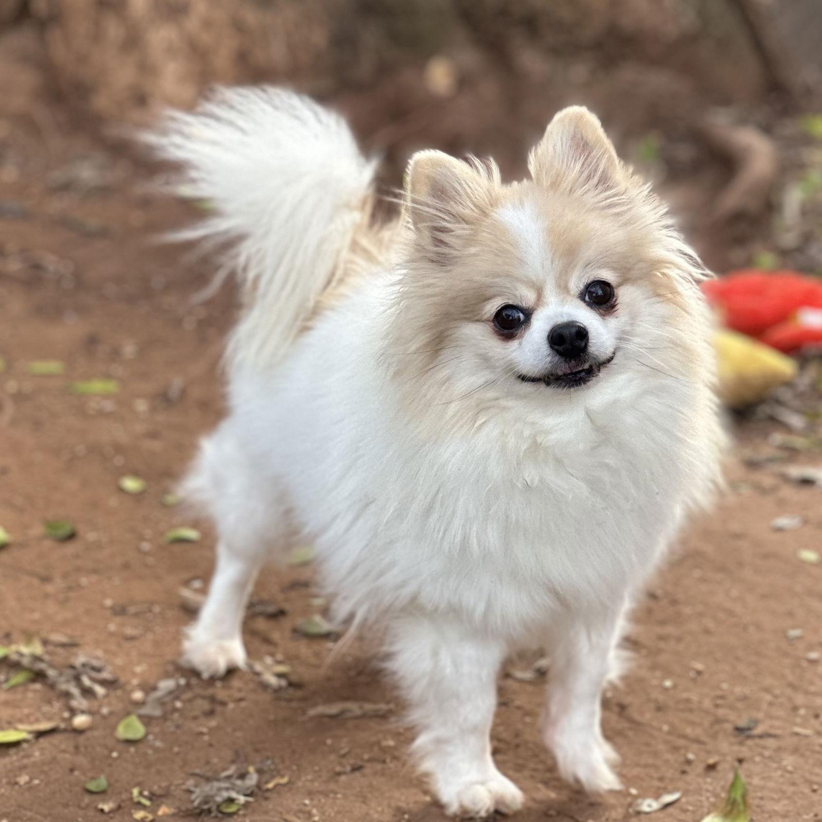 Summer, Adoptable, Adult Female Pomeranian.