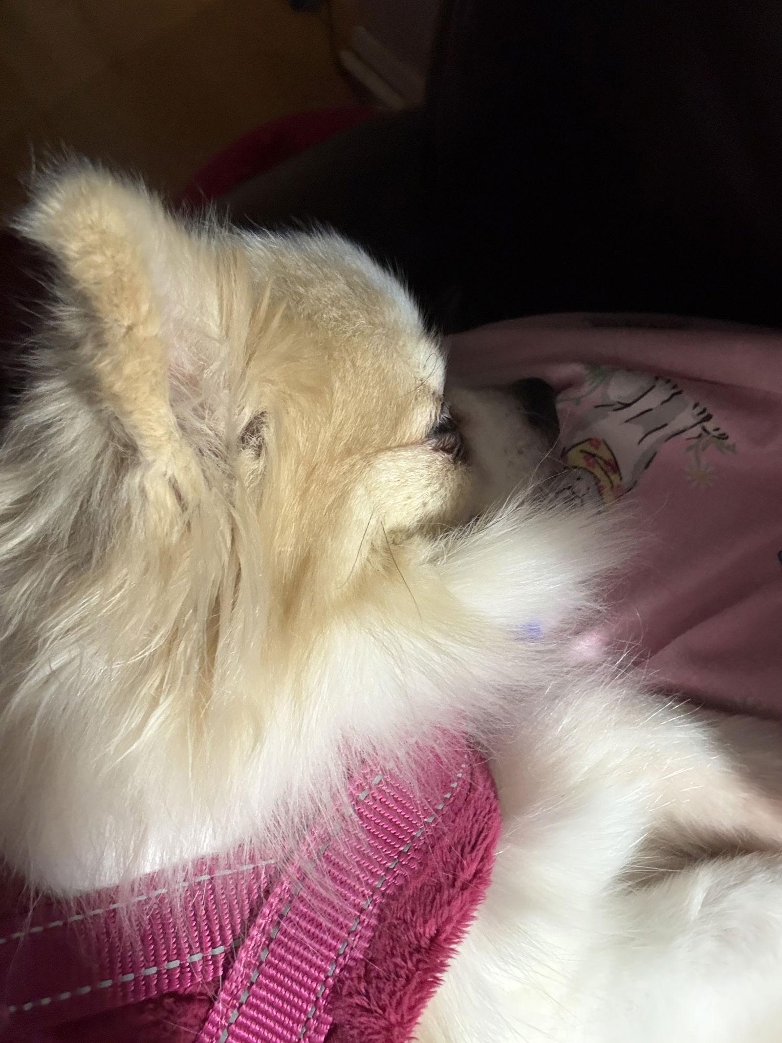 Enlarge Summer, a Adoptable Pomeranian in Garland, TX image 2/2