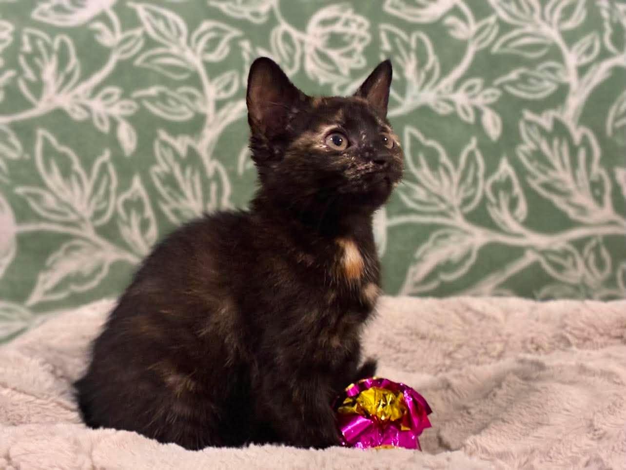 Enlarge Maze, a Adoptable Domestic Short Hair in Mobile, AL image 3/6