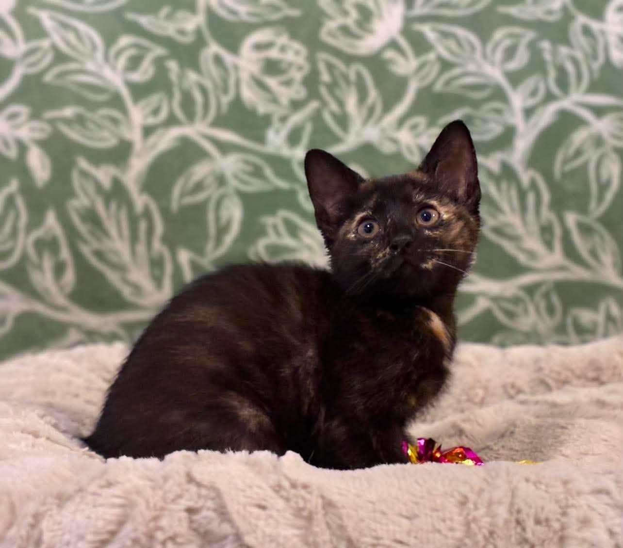 Enlarge Maze, a Adoptable Domestic Short Hair in Mobile, AL image 4/6