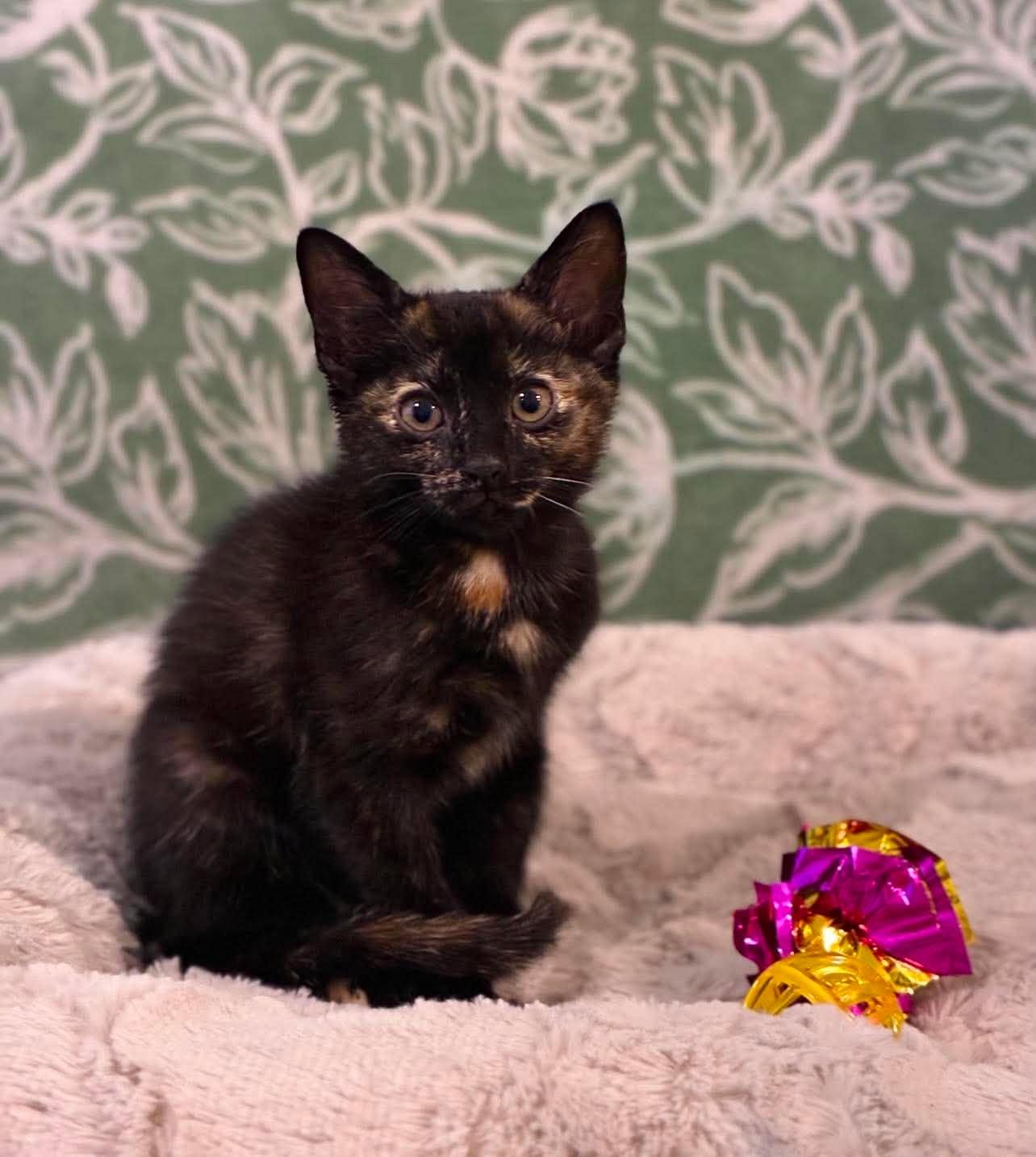 Enlarge Maze, a Adoptable Domestic Short Hair in Mobile, AL image 6/6