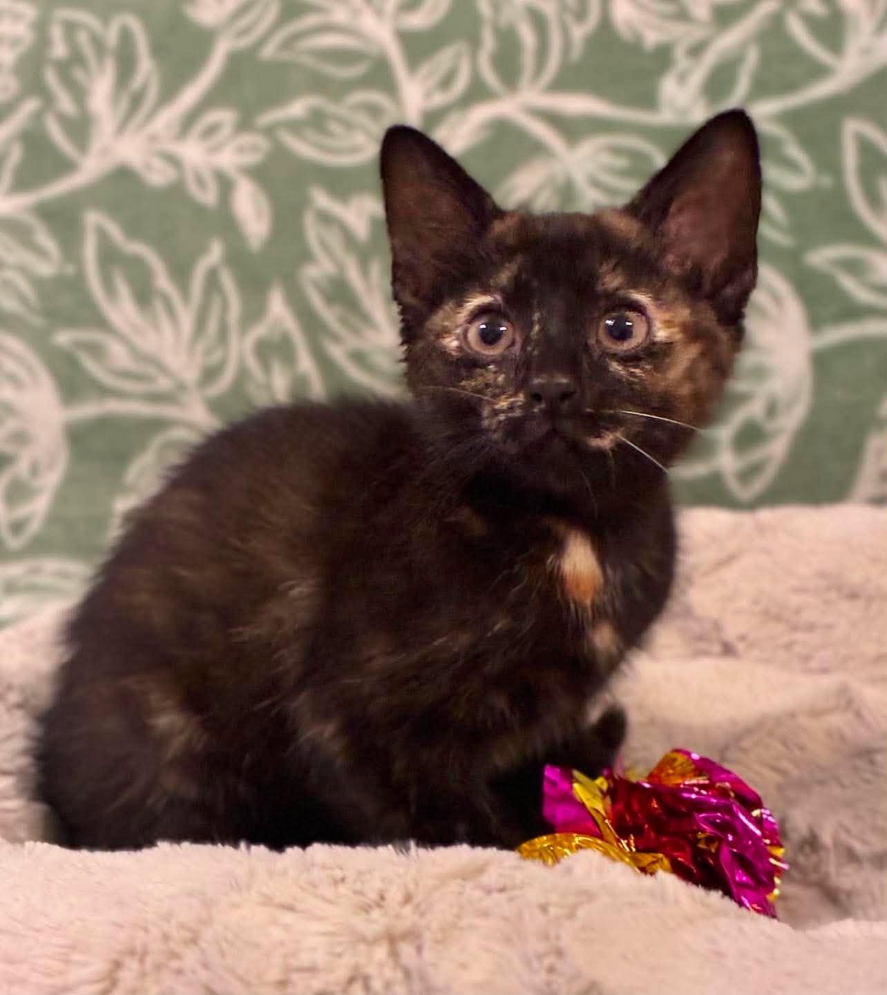 Maze, Adoptable, Kitten Female Domestic Short Hair.