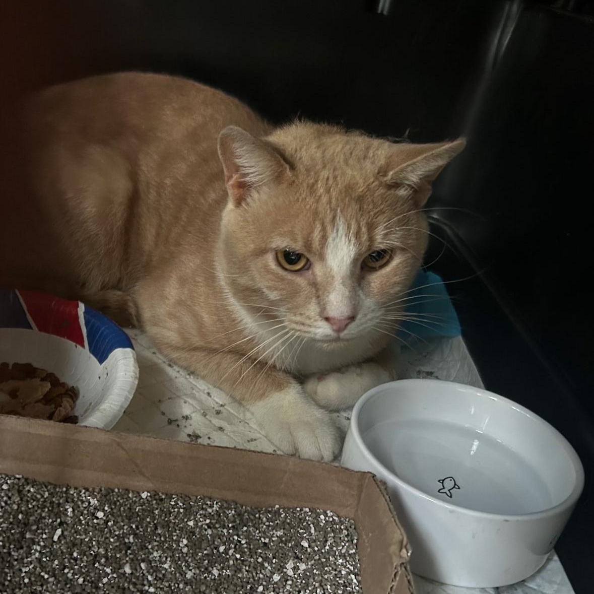 Hobson Coming In, Adoptable, Young Male Domestic Short Hair.
