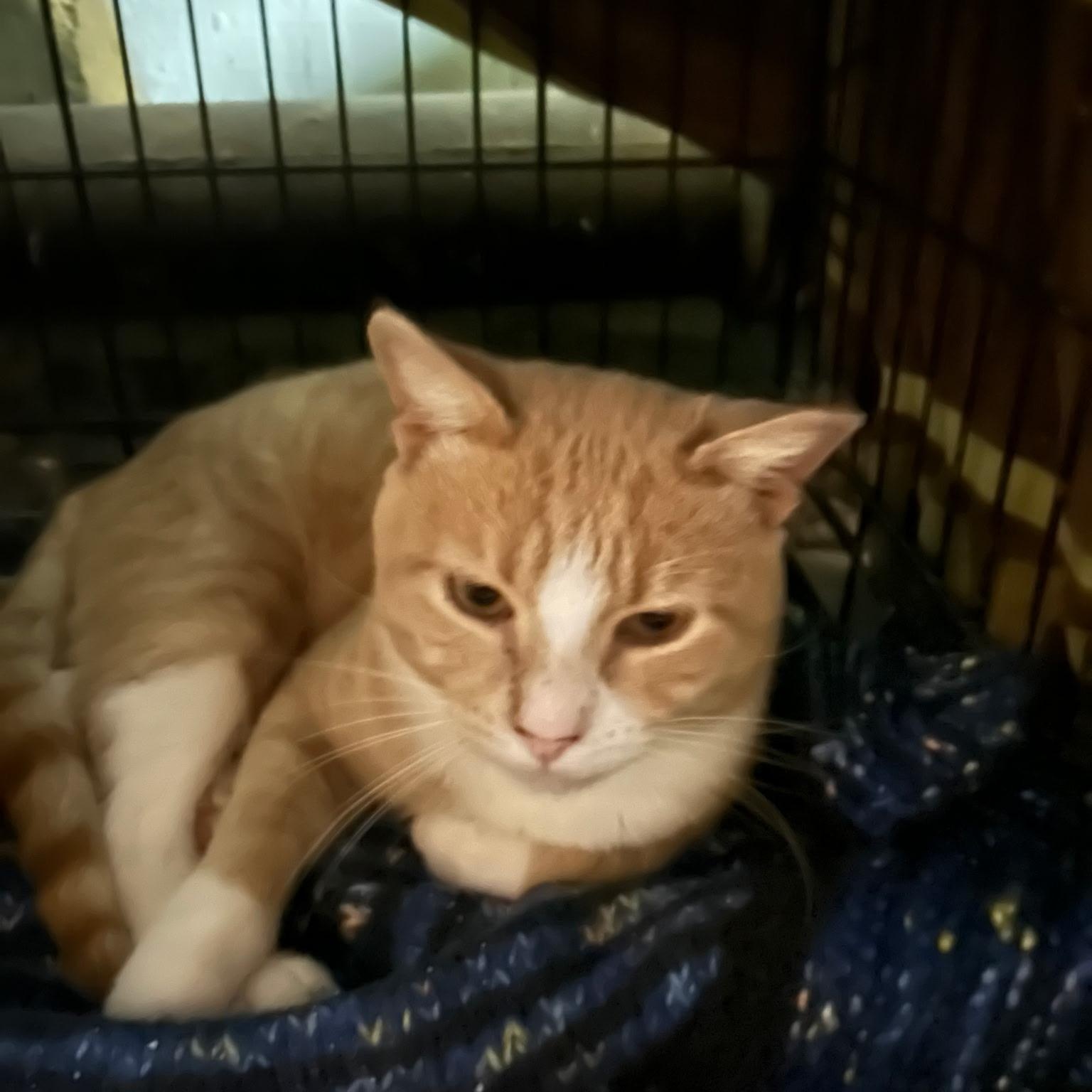 Enlarge Hobson Coming In, a Adoptable Domestic Short Hair in Clifton, NJ image 2/2