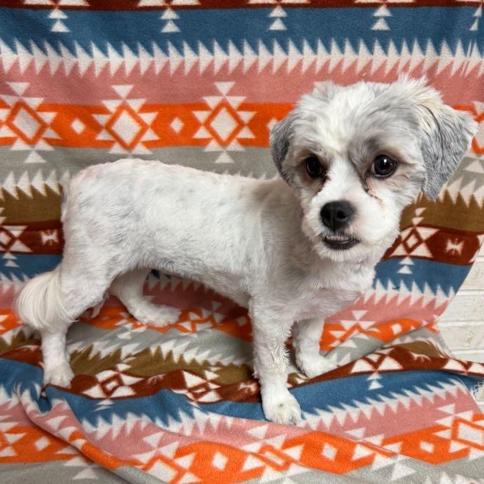 Cora, an adopted mixed breed in Waterloo, IA image 3/4
