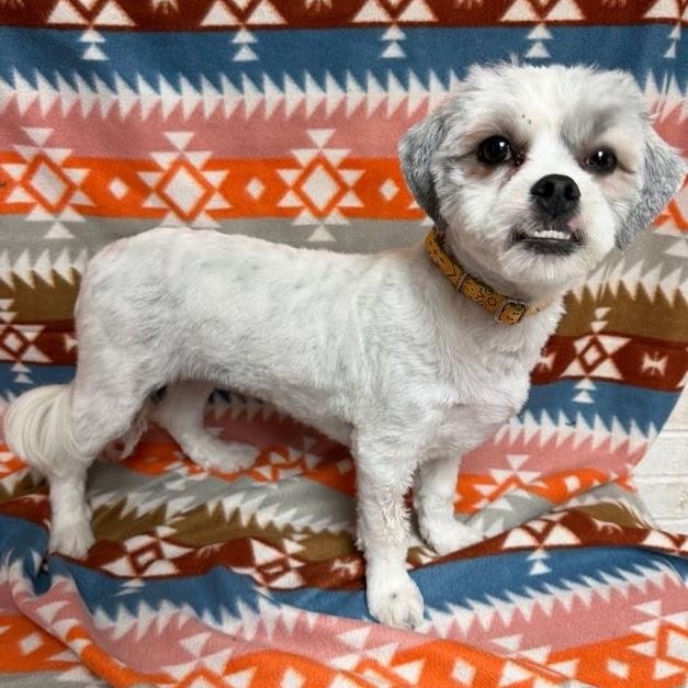 Cora, an adopted mixed breed in Waterloo, IA image 4/4