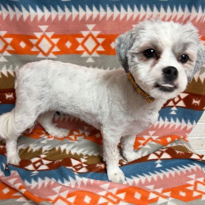 Cora, an adopted mixed breed in Waterloo, IA image 2/4