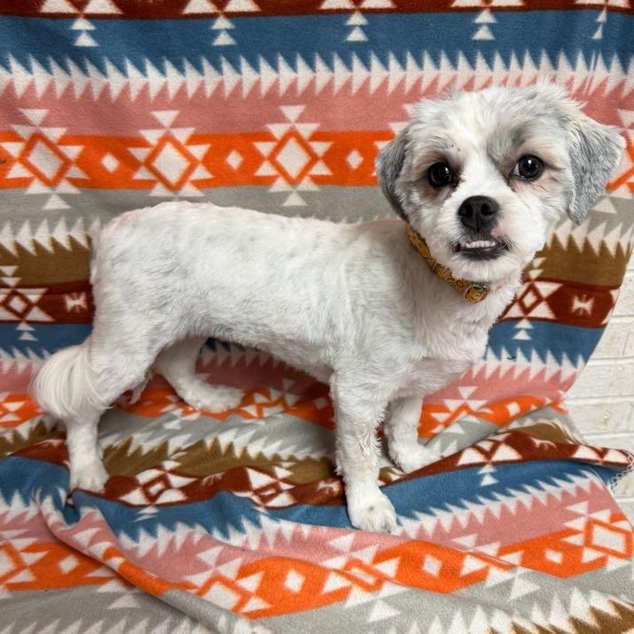 Cora, adopted, Young Female Shih Tzu.