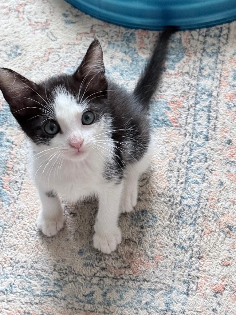 *Kimchi Khaos, Adoptable, Kitten Male Domestic Short Hair.
