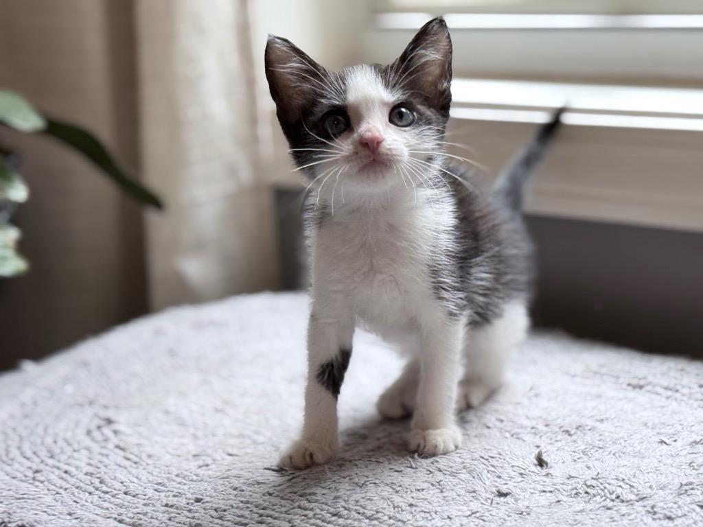 *Kimchi Khaos, a Adoptable mixed breed in Newnan, GA image 3/3