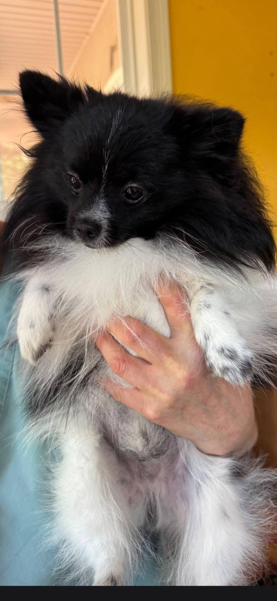 Panda, adopted, Young Male Pomeranian.